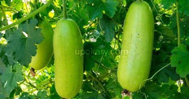 ashgourd