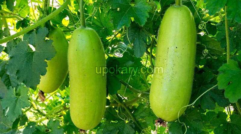 ashgourd