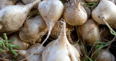 jicama