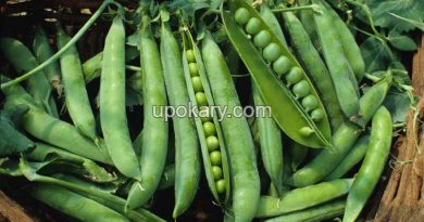 Beans5