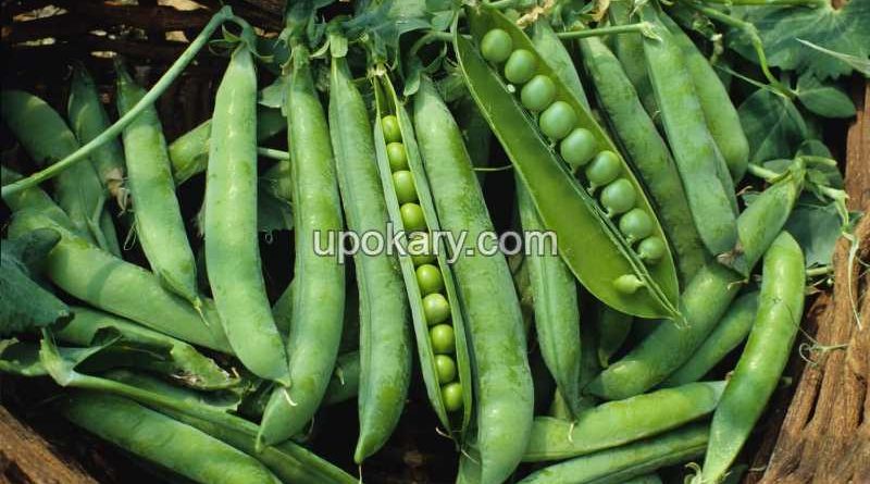 Beans5