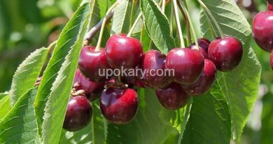 cherry