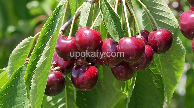 cherry