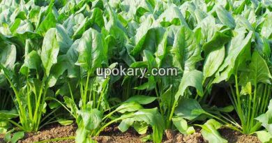 growing-spinach