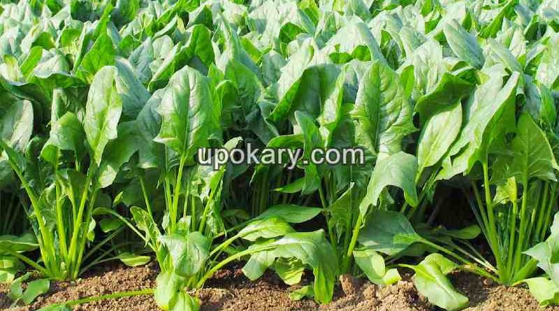 growing-spinach