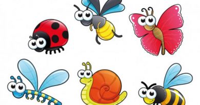 insect1