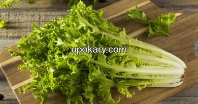 lettuce