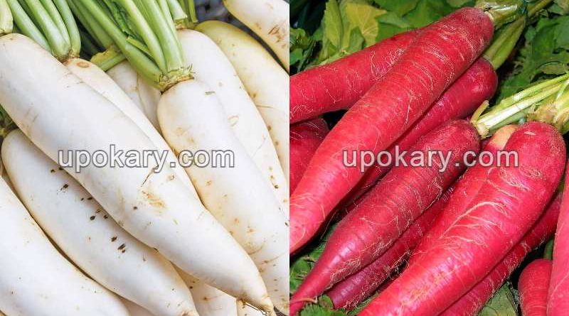 radish-1