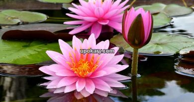 Shapla flowers