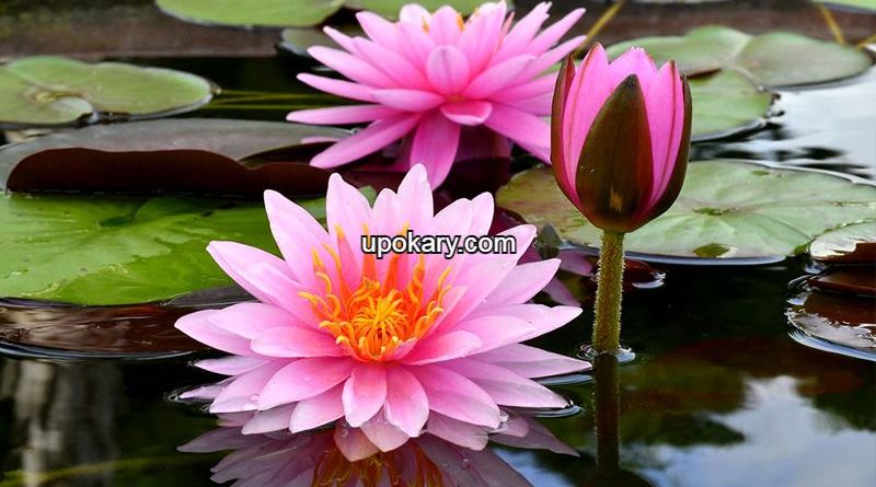 Shapla flowers