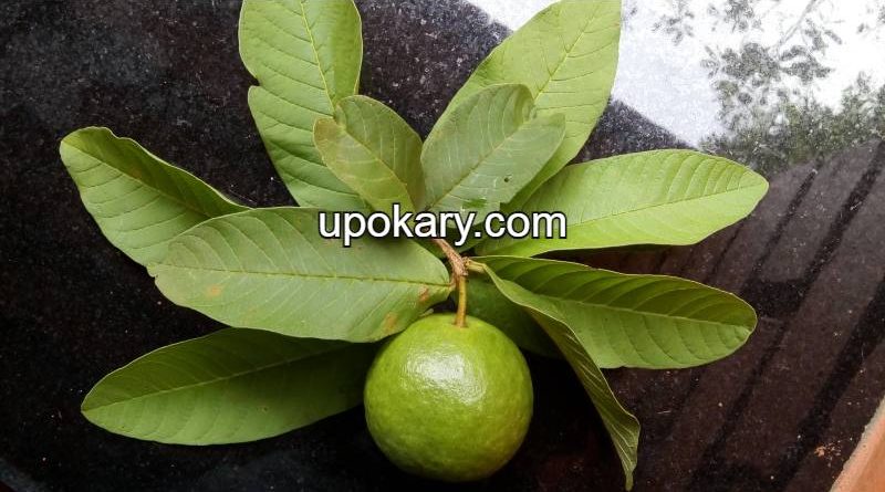 guava leaf