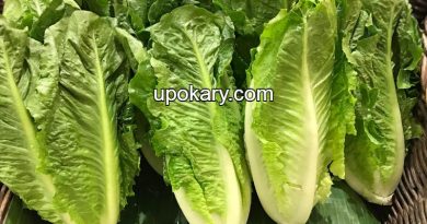 lettuce