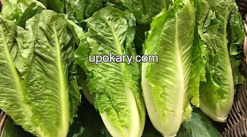 lettuce