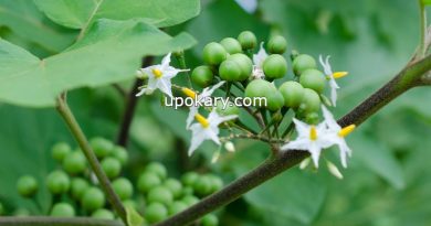 turkey berry