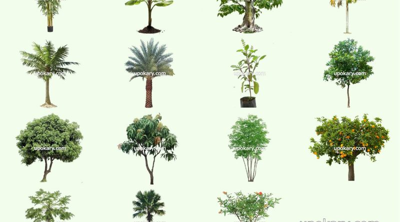 Tree names