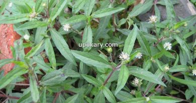 false daisy