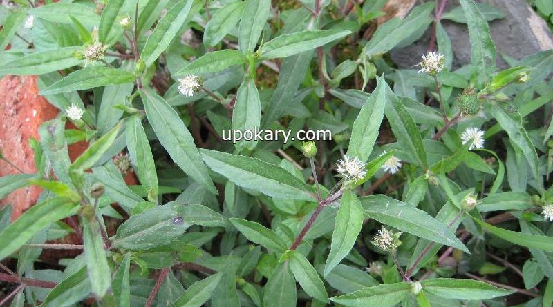 false daisy