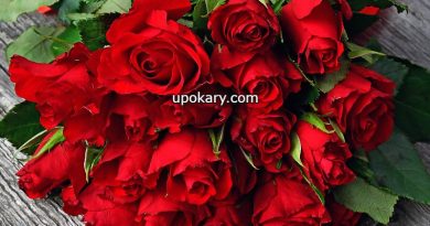 rose flower