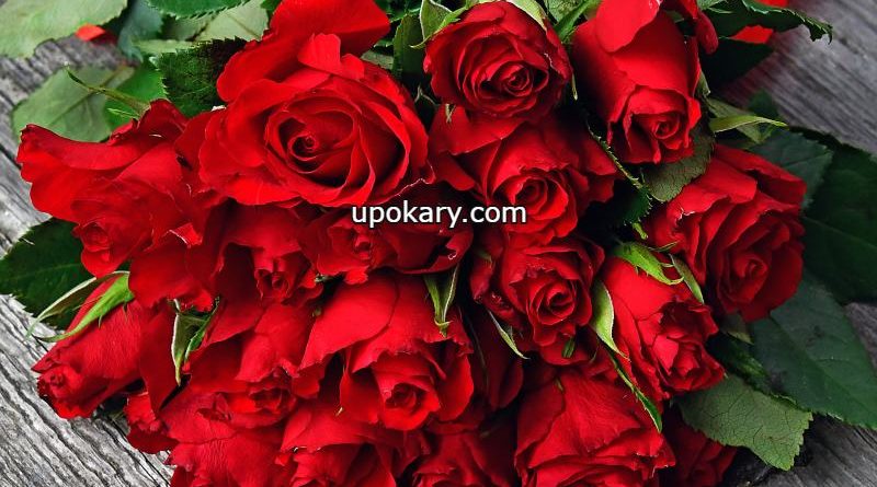 rose flower