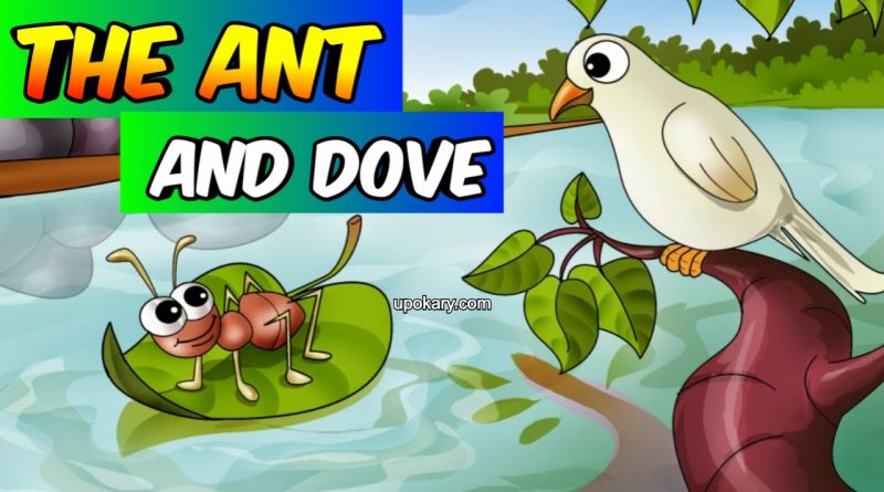 dove story