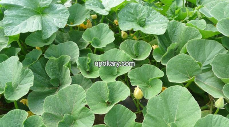 pumpkinleaves