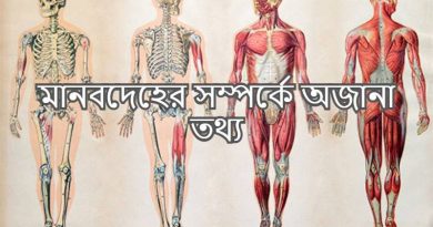 The human body