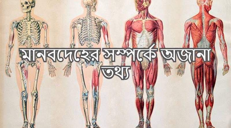 The human body