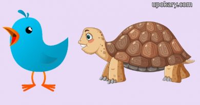 tortoise