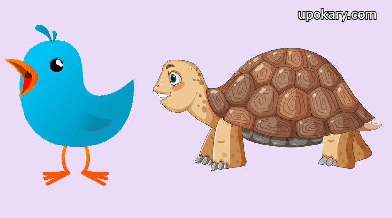 tortoise
