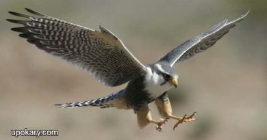 The_hawk