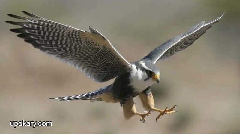 The_hawk