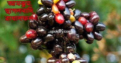 crowfruit.