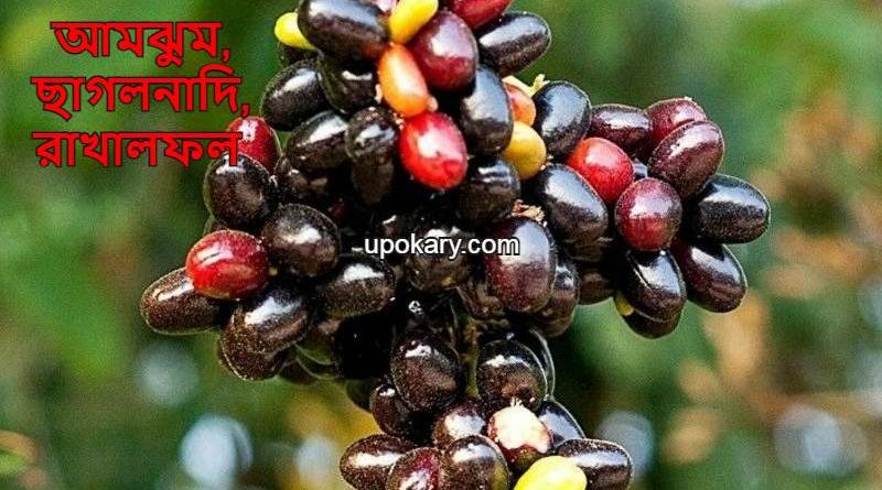 crowfruit.