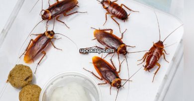 telapoka