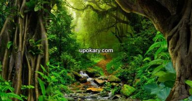Amazon Rain Forest
