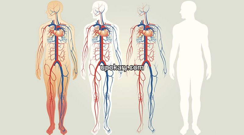 Human body