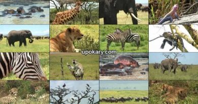 Lots of animals