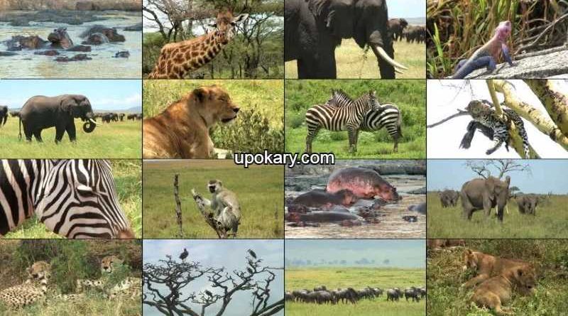 Lots of animals