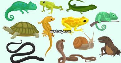 Reptile cartoon