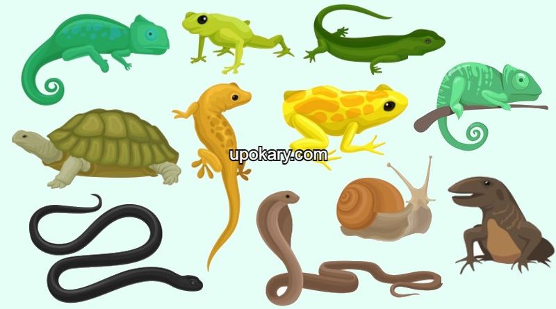 Reptile cartoon