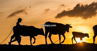 Shepherd boy