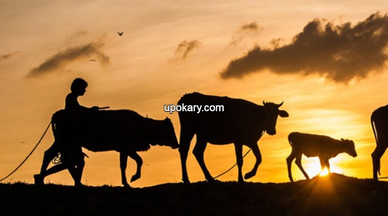 Shepherd boy