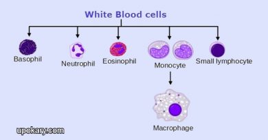 blood WBC