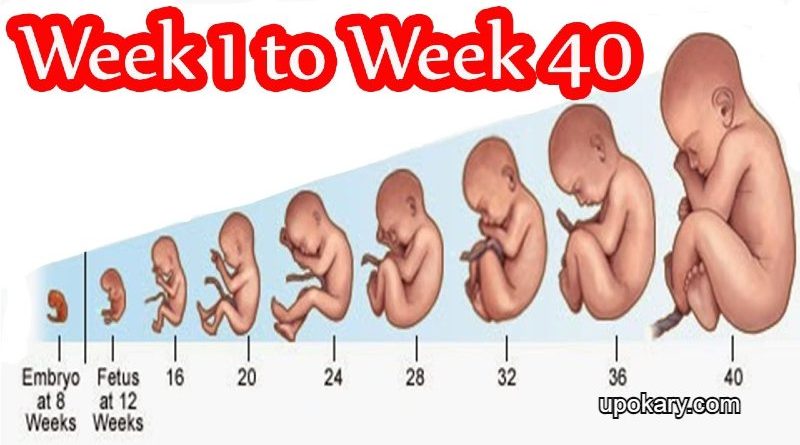 weekweight