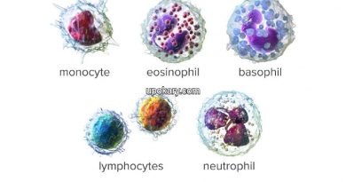 white blood cells