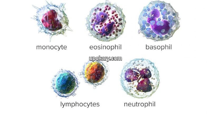 white blood cells