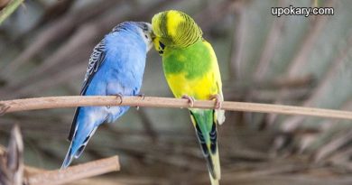 Birds