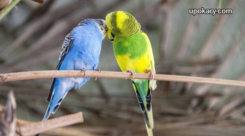 Birds