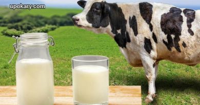 Pure cow's milk