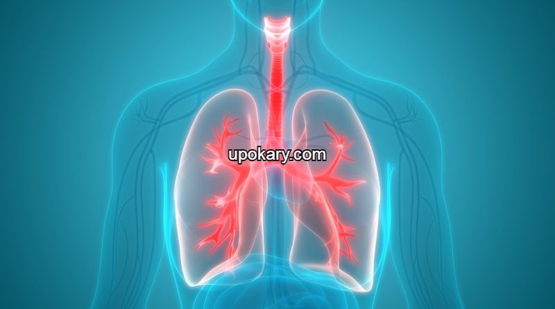 lungs scaled